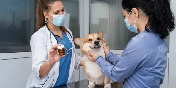 Understanding Common Pet Illnesses and How Vets Treat Them