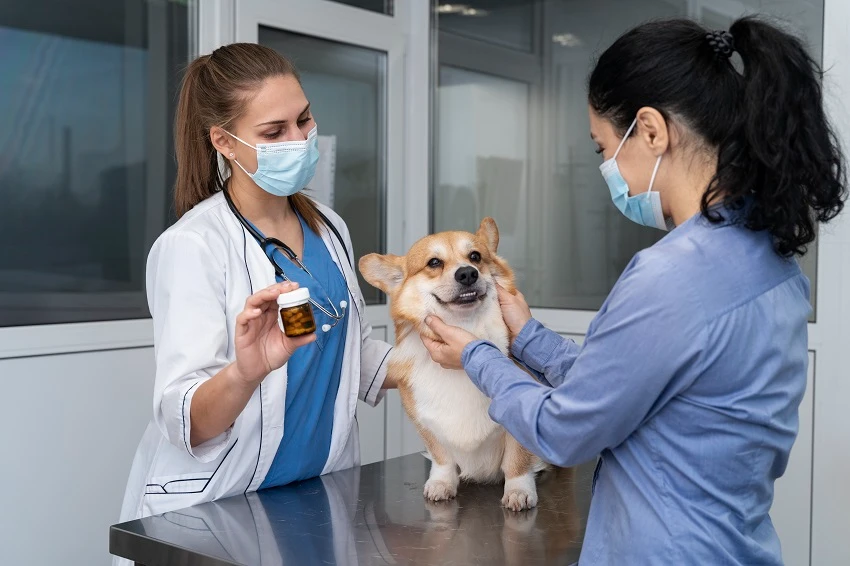 Understanding the Common Pet Illnesses