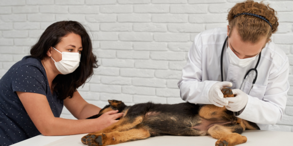 Signs Your Pet Needs Immediate Veterinary Attention (Emergency Guide)